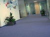 04_stromanthe
