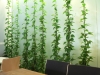 05_philodendron