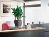 06_aspidistra