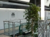 07_ficus-benjamina