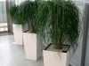 Nolina recurvata