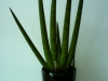 sansiviera