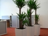 yucca