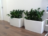 zamioculcas 2