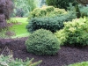 02-picea__glauca__alberta__globe