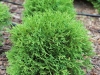 05-thuja__occ-__tiny_tim