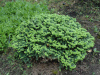 Abies-balsamea-Nana