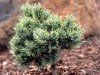 Pinus-aristata