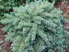 larix-kaempferi-blue-dwarf