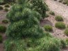 pinus-nigra-Nana