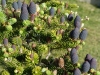 04-abies_koreana