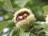 Castanea-sativa