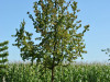 Cornus-mas