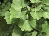 Ginkgo-biloba
