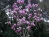 Magnolia-soulangeana