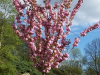 Prunus-serrulata-Kanzan
