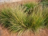 04-koeleria_glauca