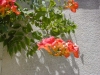 01-campsis_radicans