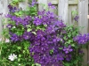 02-clematis