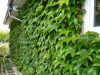 05-parthenocissus