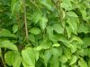 Actinidia-arguta