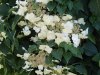 Hydrangea-anomala