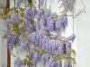 Wisteria-sinensis