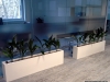 03-aspidistra
