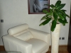 aglaonema