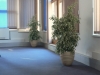 ficus_benjamina-panas
