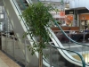 ficus_benjamina