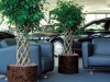 ficus_benjamina_1