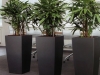 rhapis_excelsa
