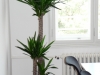 yucca_elephantipes