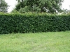 01-carpinus_betulus