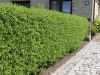 02-ligustrum_vulgare_atrovirens