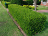 Buxus-sempervirens
