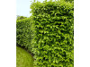 Cornus-mas