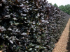 Fagus-sylvatica