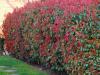Photinia-fraseri