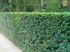 Taxus-baccata