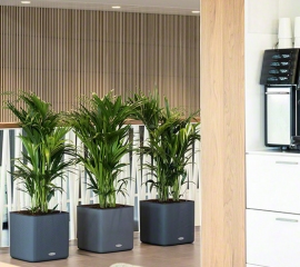 cube_ls_color