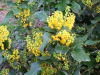 Mahonia-aquifolium