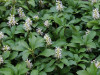 Pachysandra-terminalis