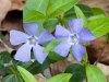 Vinca-minor