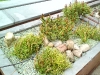 05-Pinus mugo_v_dekoracnim_zeolitu