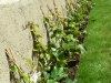 10-parthenocissus_tricuspadata_veitchii