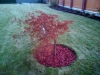 04-Acer_japonicum,Aconitifolium